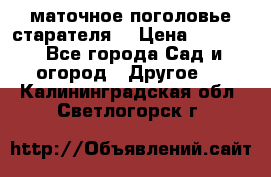 маточное поголовье старателя  › Цена ­ 3 700 - Все города Сад и огород » Другое   . Калининградская обл.,Светлогорск г.